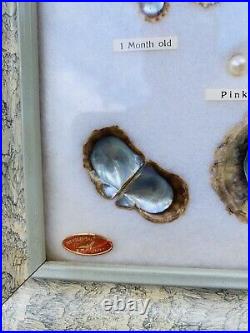 Vintage Japanese Pearl Display- Charting Growth of Pearls with Acutal Marine Pearl