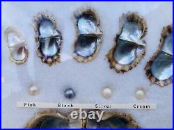 Vintage Japanese Pearl Display- Charting Growth of Pearls with Acutal Marine Pearl